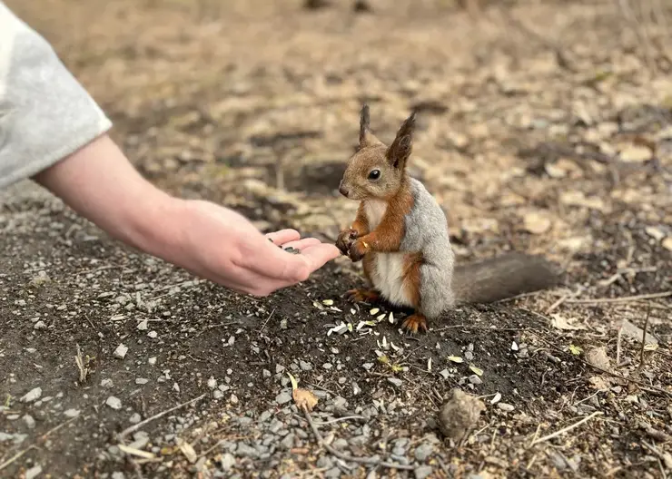 От укусов белок пострадали 18 жителей Красноярского края с начала года