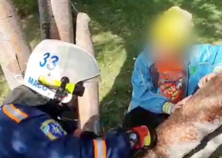 Юный житель Новосибирска застрял в дереве