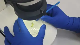 Красноярские специалисты нашли вредителя в импортной капусте