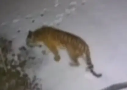 Амурские тигры стали чаще выходить к людям в Приморье