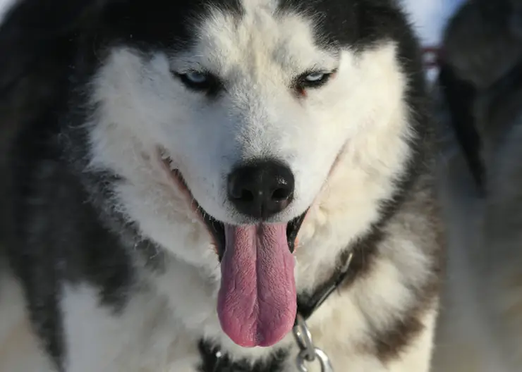 Кемеровчанку арестовали на сутки после того, как её хаски загрызла бездомную собаку