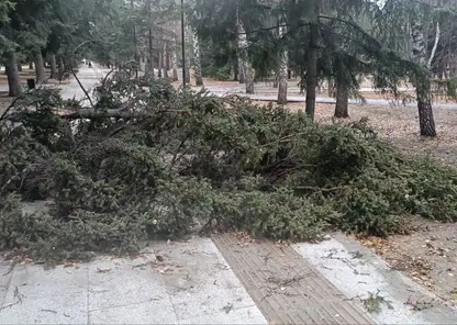 Следком возбудил уголовное дело из-за упавшего на пенсионеров дерева в Новосибирске