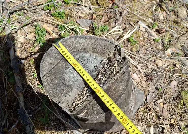 Житель Красноярского края незаконно вырубил почти 500 редких деревьев