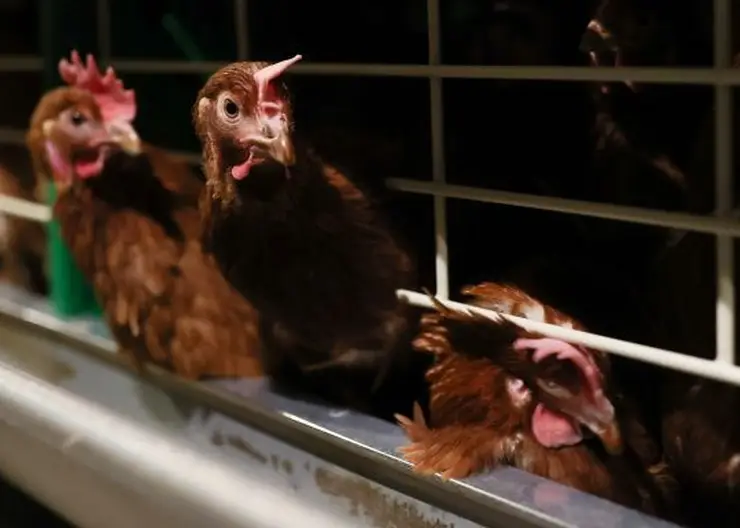 В Рыбинском районе введён карантин по сальмонеллезу