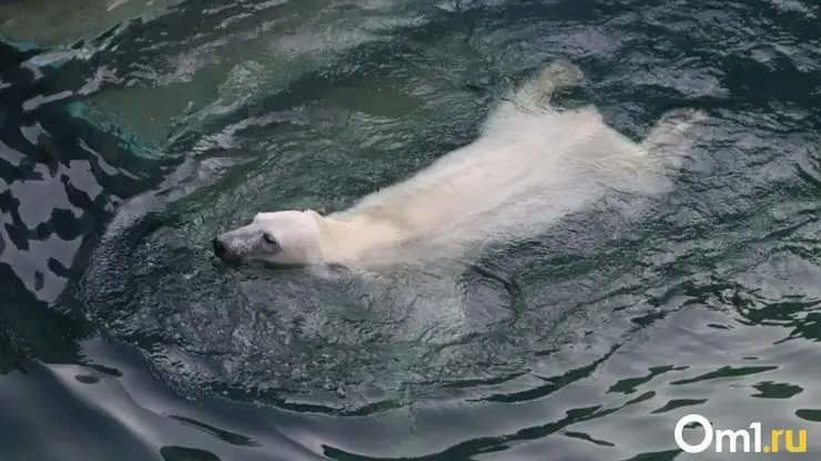 В Новосибирском зоопарке разгорается скандал из-за здоровья белой медведицы Герды