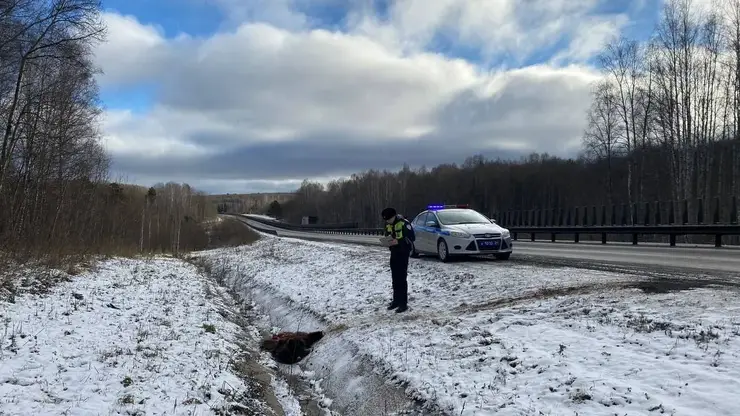 Дальнобойщик насмерть сбил медведя на трассе в Красноярском крае