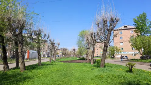 В Красноярске спилят сухие деревья