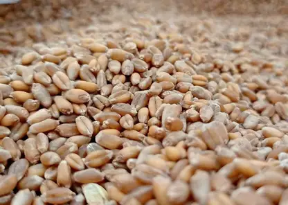 Красноярский край впервые отправил пшеницу во Вьетнам