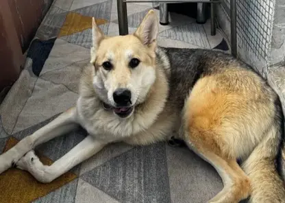 «Это банда ОПГшных пенсионеров»: красноярка обвинила соседей в жестокой травле из-за собак (видео)