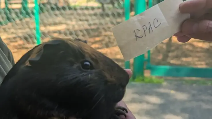 В Красноярске выбрали имя для суслика около Коммунального моста. Рассказываем, где появится новый