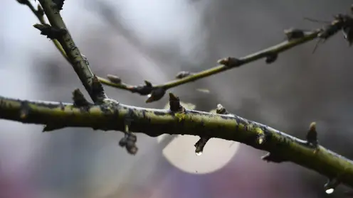 Предстоящие выходные порадуют красноярцев тёплой и ясной погодой