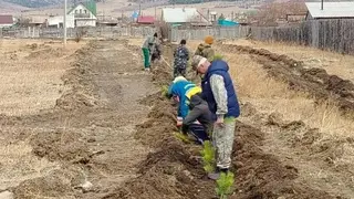 Забайкалье оказалось в числе лидеров в стране по объёму восстановления леса Забайкалье оказалось в числе лидеров в стране по объёму восстановления леса