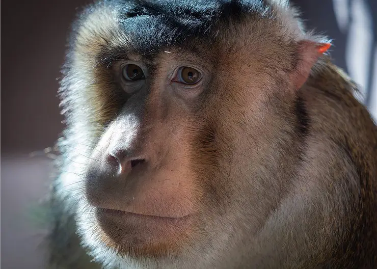 В красноярском зоопарке «Роев ручей» умер макак-долгожитель Тасик
