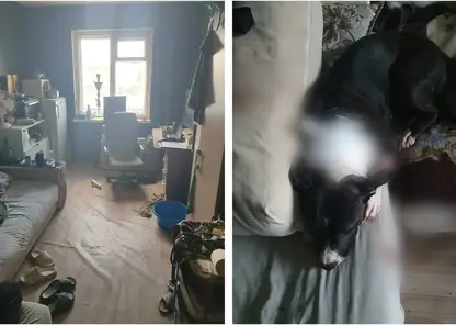 Красноярец не смог усыпить свою собаку и убил ее