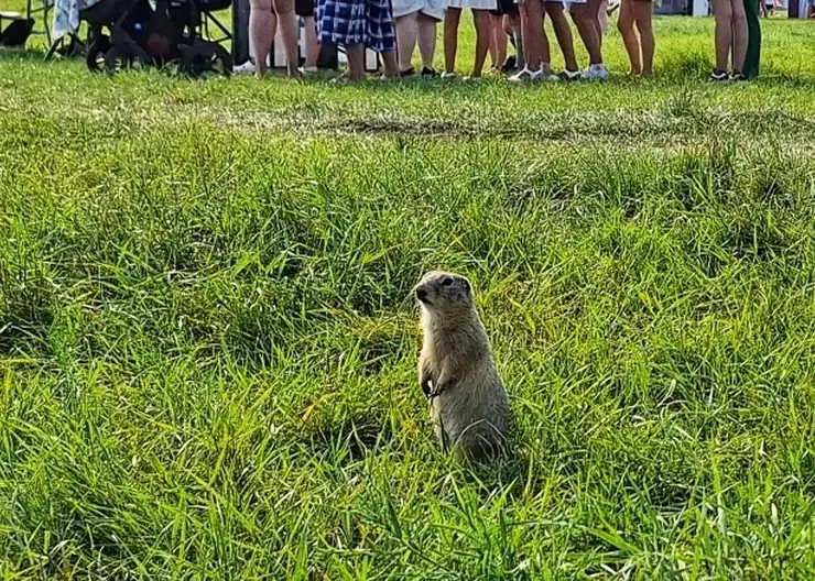 Суслики на острове Татышев покусали 12 красноярцев за неделю