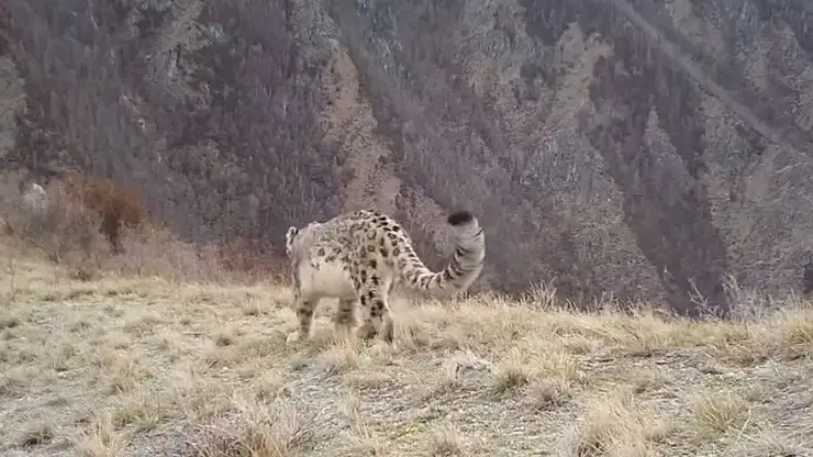В фотоловушку заповедника Красноярского края попал сытый снежный барс
