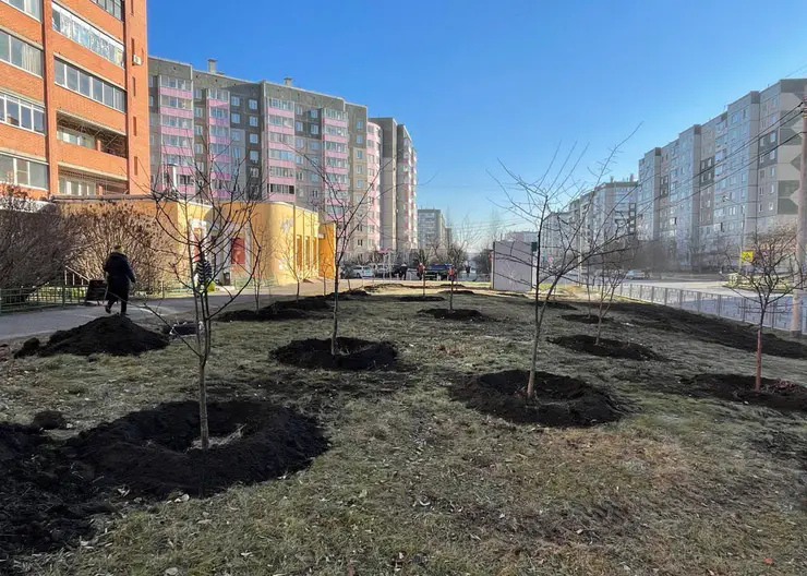 В Красноярске в Северном высадили яблони и рябины