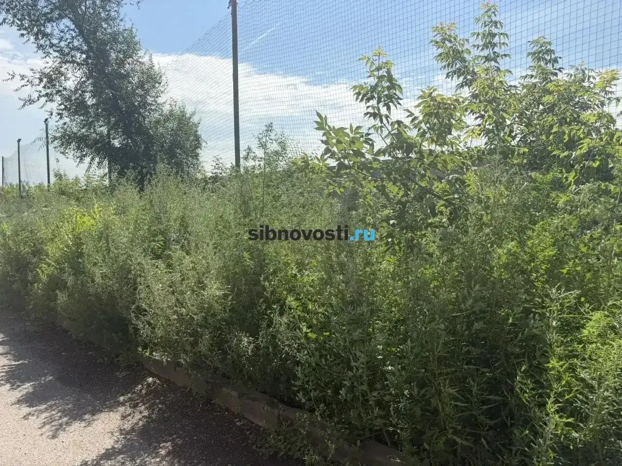 Фото: sibnovosti.ru