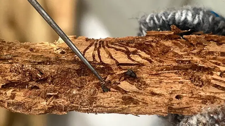 В Тюхтетском лесничестве установили карантин из-за опасного вредителя