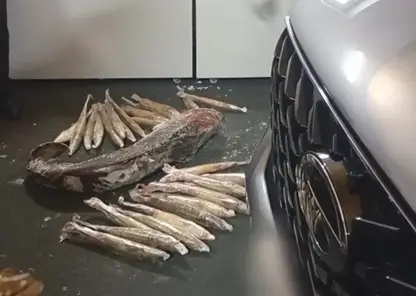 Коммерческий подкуп на 2,7 млн: в Новосибирске задержан организатор незаконной рыбалки у ГЭС