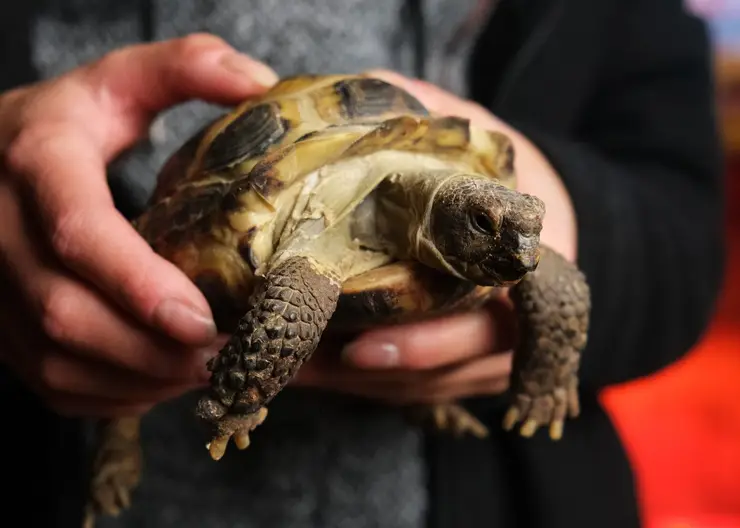 Сотрудники Иркутского Зоосада выхаживают сухопутную черепаху