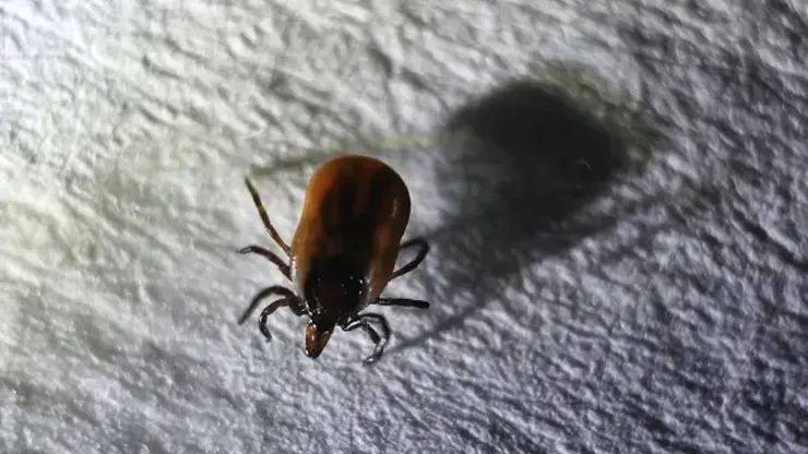 Активность клещей достигает опасных показателей в Хакасии: жителям республики рекомендуют не посещать леса