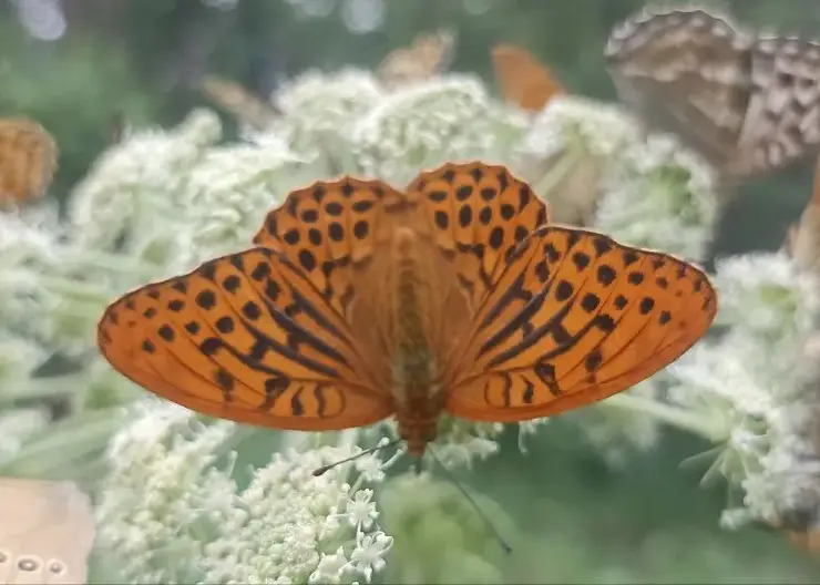 Редкое зрелище: рой бабочек-перламутровок засняли в Красноярском крае