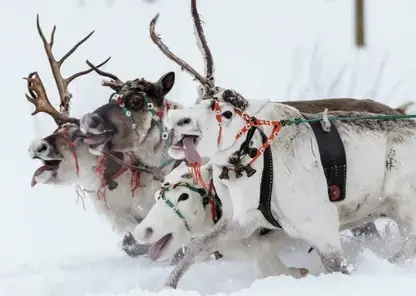 На севере Красноярского края дроны начали управлять оленями