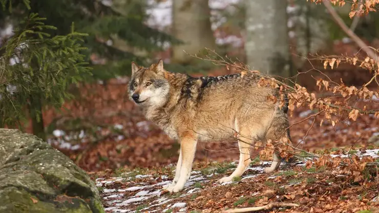 В Томской области начнут регулировать численность волков