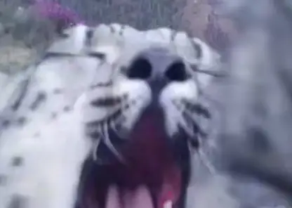 Ирбисы атаковали фотоловушку в Саяно-Шушенском заповеднике