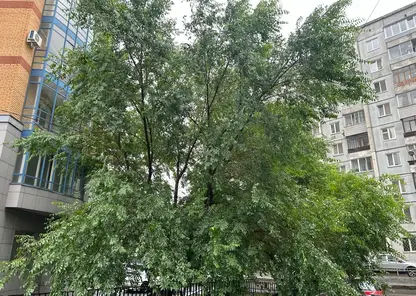 В День Ивана Купалы в Красноярске будет тепло, но дождливо: синоптики обещают до +25° и ливни