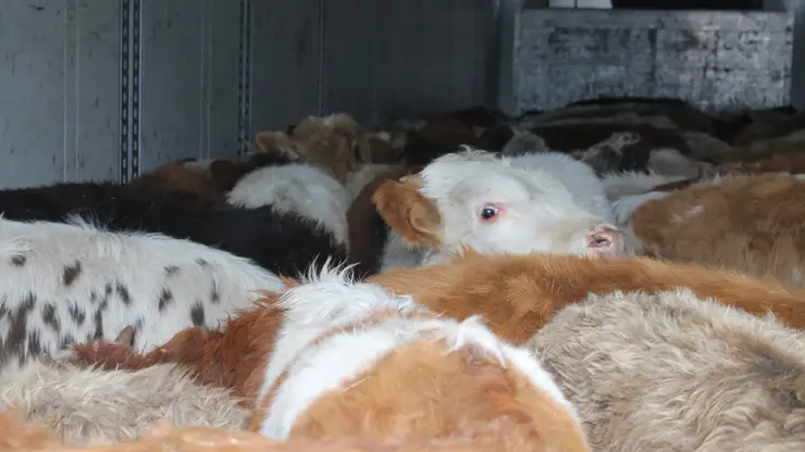 В Хакасии задержали фуру с 55 бычками без документов, следовавших из Тывы в Дагестан