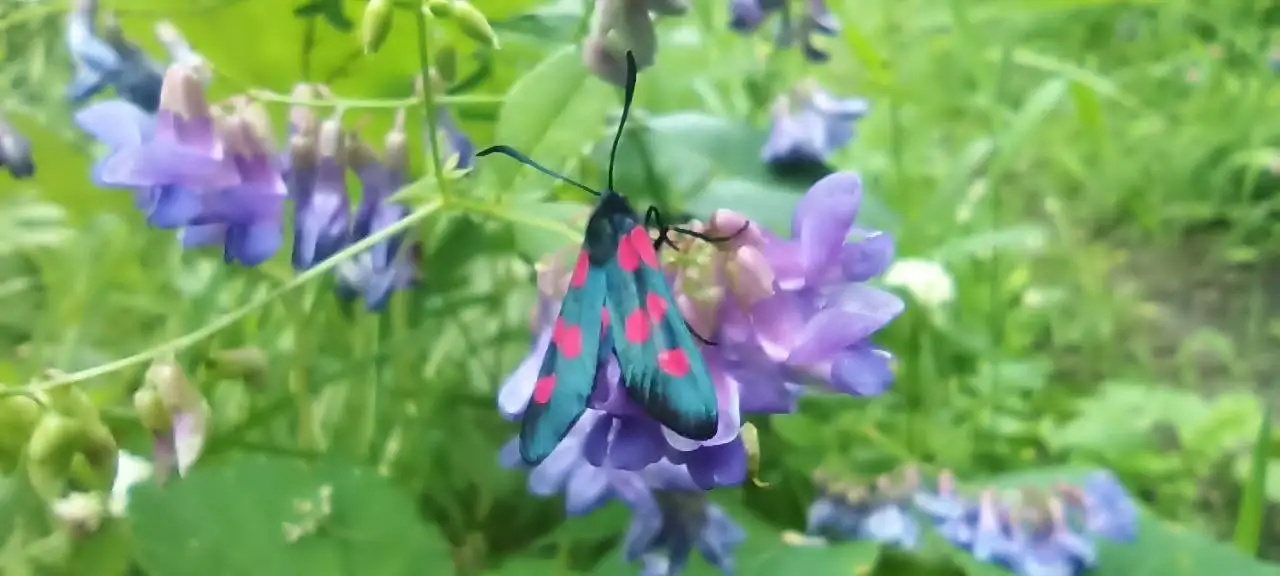 Фото: Лесопожарный центр Красноярского края