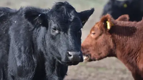 Запрет на вывоз скота и мяса введен в Бурятии на неопределенный срок