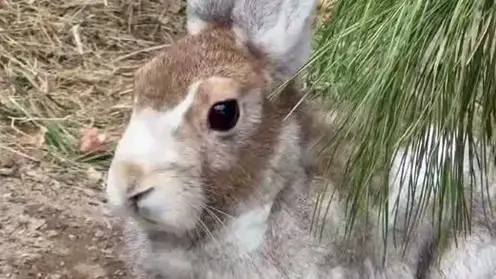 Заяц-беляк готовится к зиме и меняет шубку в  «Роевом Ручье»