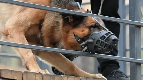 Глава СК РФ Бастрыкин затребовал доклад о расследовании нападения овчарки на семилетнюю девочку в Хакасии