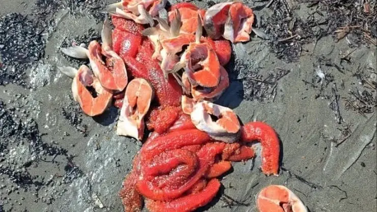 Лосось рекой, а красная икра - в помойку: красноярка рассказала, чем ее шокирует рыбалка на Аляске