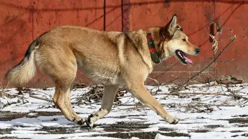 Бродячая собака напала на 7-летнюю девочку в хакасском Черногорске