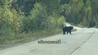 Медведя заметили в районе аэропорта в Красноярском крае