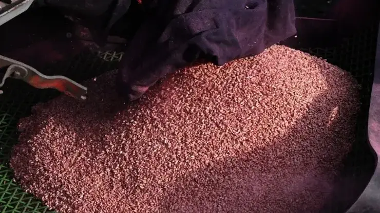 ИИ помог обнаружить нарушение при выдаче ветеринарного документа на крупную партию зерна в Хакасии