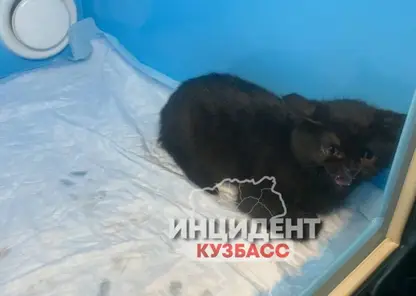 В Кемерове женщина подбросила котенка в ветеринарную клинику