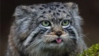 Красноярский манул Борис нагулял вес к зиме: в «Роевом ручье» подвели итоги зажировки Красноярский манул Борис нагулял вес к зиме: в «Роевом ручье» подвели итоги зажировки