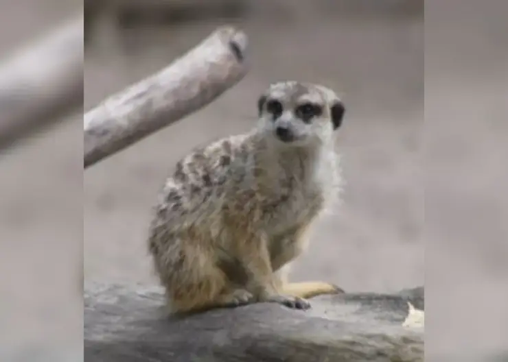 В зоопарке Новосибирска показали сурикатов, покоривших посетителей интеллектом