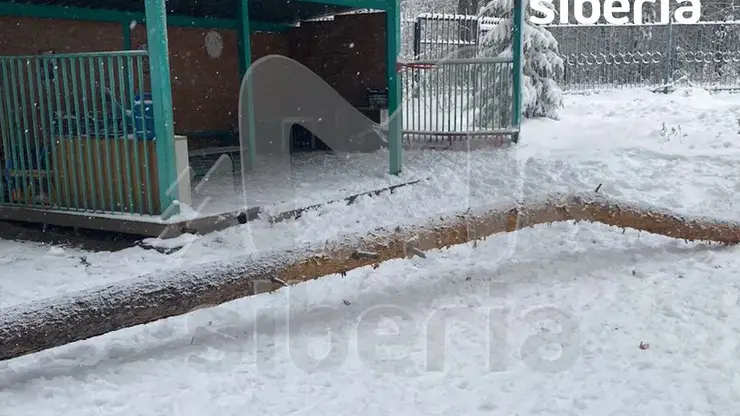 На шестилетнего мальчика в новосибирском детском саду упала сосна. Ребенок в больнице с травмами