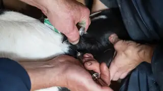 Приставы помогли привить животных от сибирской язвы в Красноярском крае