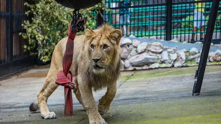 Красноярцам предлагают выбрать имя для львенка, недавно прибывшего в «Роев ручей»