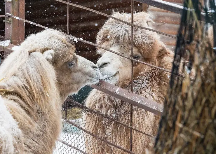 В красноярском парке «Роев ручей» начинается верблюжий роман