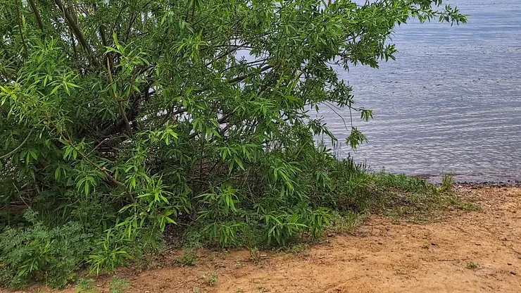 Красноярские спасатели вывели трех детей, заблудившихся в заливе Енисея