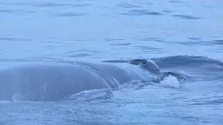 Запутавшегося в рыбацких сетях краснокнижного кита Станислава спасли в Баренцевом море