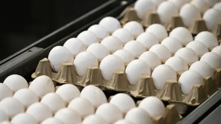 Красноярцам рассказали, как выбрать качественные куриные яйца